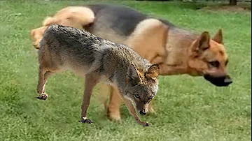 ¿Puede un coyote reproducirse con un perro?