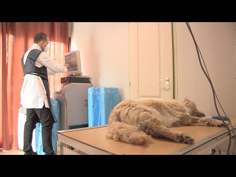 Videó: A Háziállatok Is Részesei Az Oltási Vitának - Az állatorvos Mérlegel