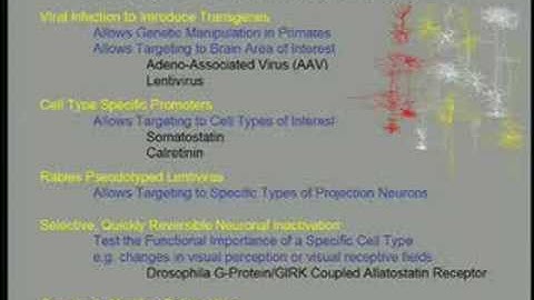 Towards an Understanding of Cortical Function: Problems and