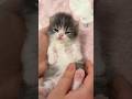 cute kitten 🐾 😻 cute movment | cute kitten meow #cat #kitten