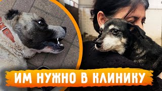 У Нукера Проблема. Кошки Против Пылесоса. Дедушка Готовит Кошкам. Линда У Врача. Изюм Напал На Филю.