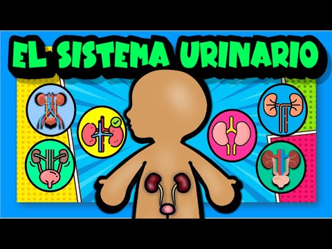 El sistema urinario🚹🚻