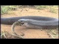 Python Eats Alligator Time Lapse