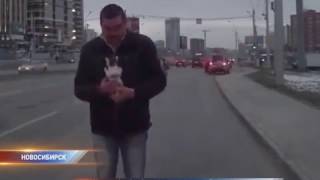 Житель Новосибирска спас котёнка из-под колёс автомобиля