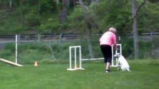 Nova Agility Class May 14 Lily 2