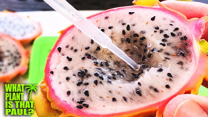 Connie Mayer Dragon Fruit TASTING  / Created by Ge...