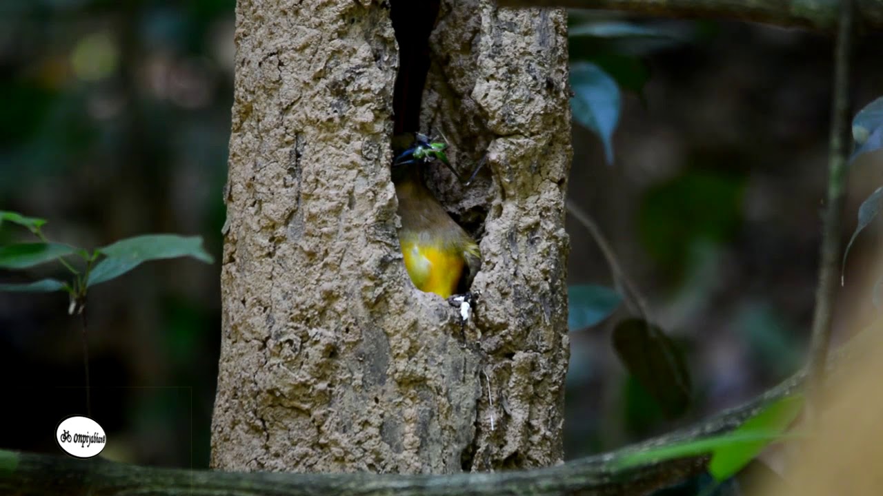 Orange-breasted Trogon นกขุนแผนอกสีส้ม ป้อนลูก 