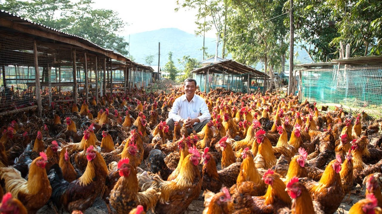Free-Range Chicken Farming - How to Raise Free Range Chickens for Meat ...
