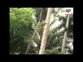 Monkeys trained to pick coconuts