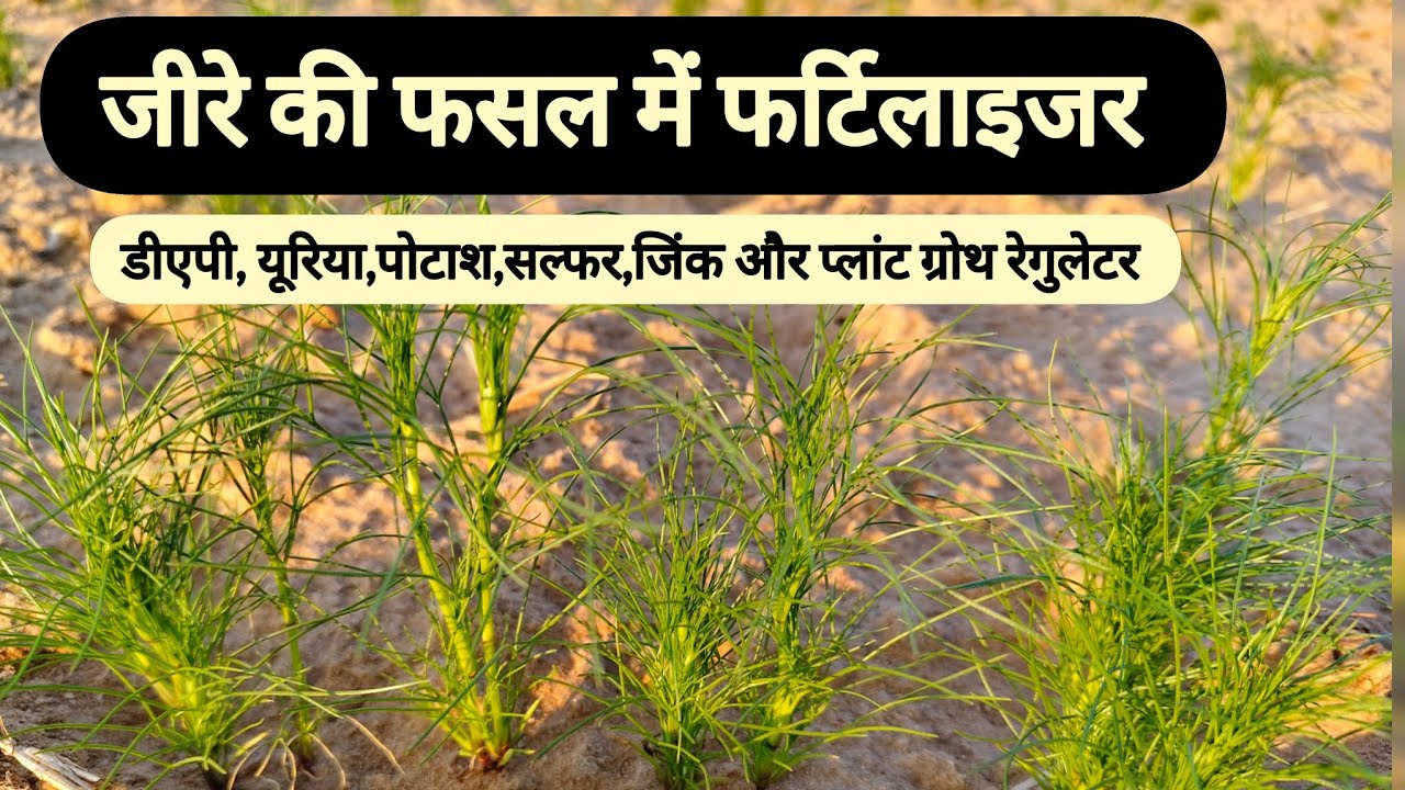 जीरे की फसल में फर्टिलाइजर//Fertilizer in cumin crop 