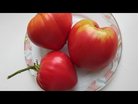 Сорт томата вельможа отзывы фото урожайность