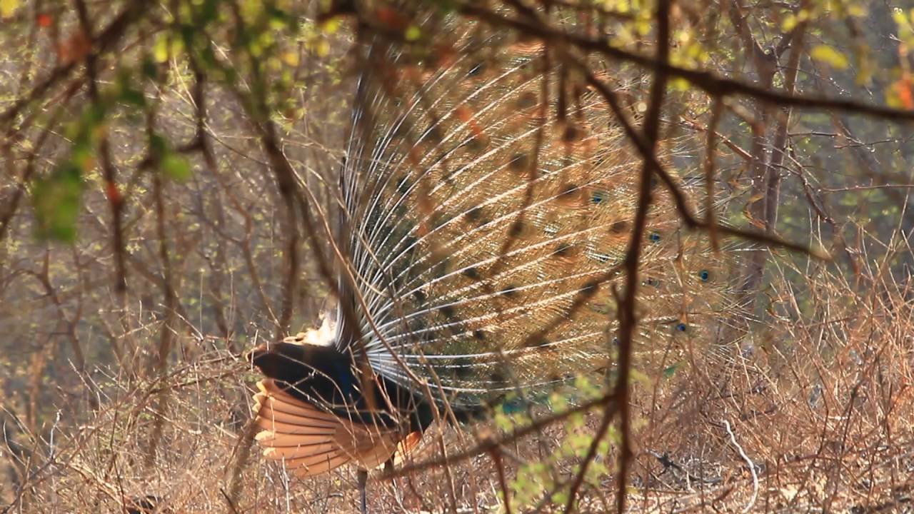 Green peacock mating season 
