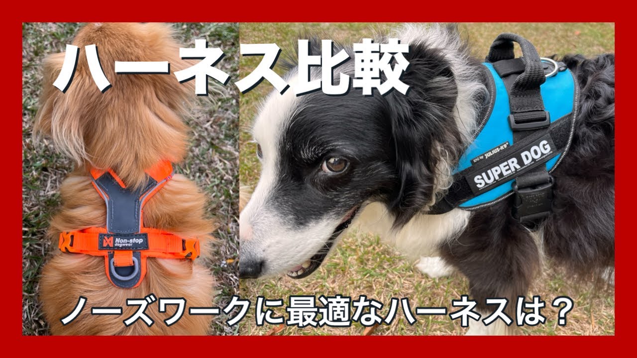 愛犬のハーネスの選び方 第221回 （字幕あり）