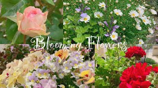 《蕾から花へ》ガーデニング＊花いっぱいの庭づくり《T's Garden》