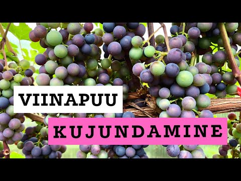Video: Mis on viinapuu piibellik tähendus?