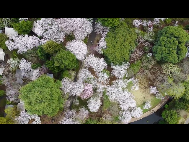 「日本さくら名所100選」清水公園内の桜　2023年