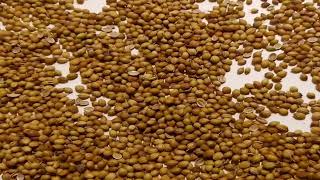 Les Bienfaits Des Graines De Coriandre