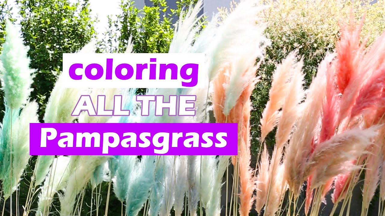 Coloring A Lot Of Pampasgrass For My Wedding How To Dye Pampas Grass coloring-a-lot-of-pampasgrass-for-my-wedding-how-to-dye-pampas-grass