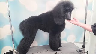 From Fluff to Fabulous: Standard Poodle&#39;s Stylish Haircut at 8 Months