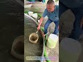 Watch an Aquaculture Worker Scoop Thousands of Tiny Fry from a Nursery Pond! 🐟🥄