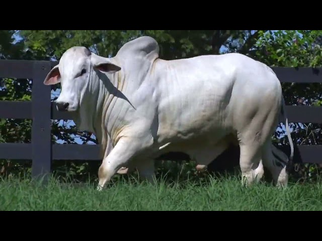 LOTE 004 - LAJA 962 - LEILÃO VIRTUAL FAZENDA NOVA GENÉTICA 2024