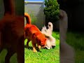 Cat Vs Dog The Ultimate Stare Down Cat Prettyfunny Cute Cat Vs Dog The Ultimate Stare Down Cat Prettyfunny Cute