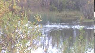 Cisnes De Cuello Negro en China MuertaWP 20180503 16 39 04 Pro