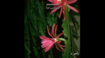 تلاوه خاشعه الشيخ فارس عباد حالات واتساب  أواخر سورة الزمر