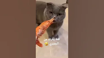 قطط تقرف من نوع طعام شوف ايش هو 