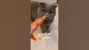 قطط تقرف من نوع طعام شوف ايش هو 