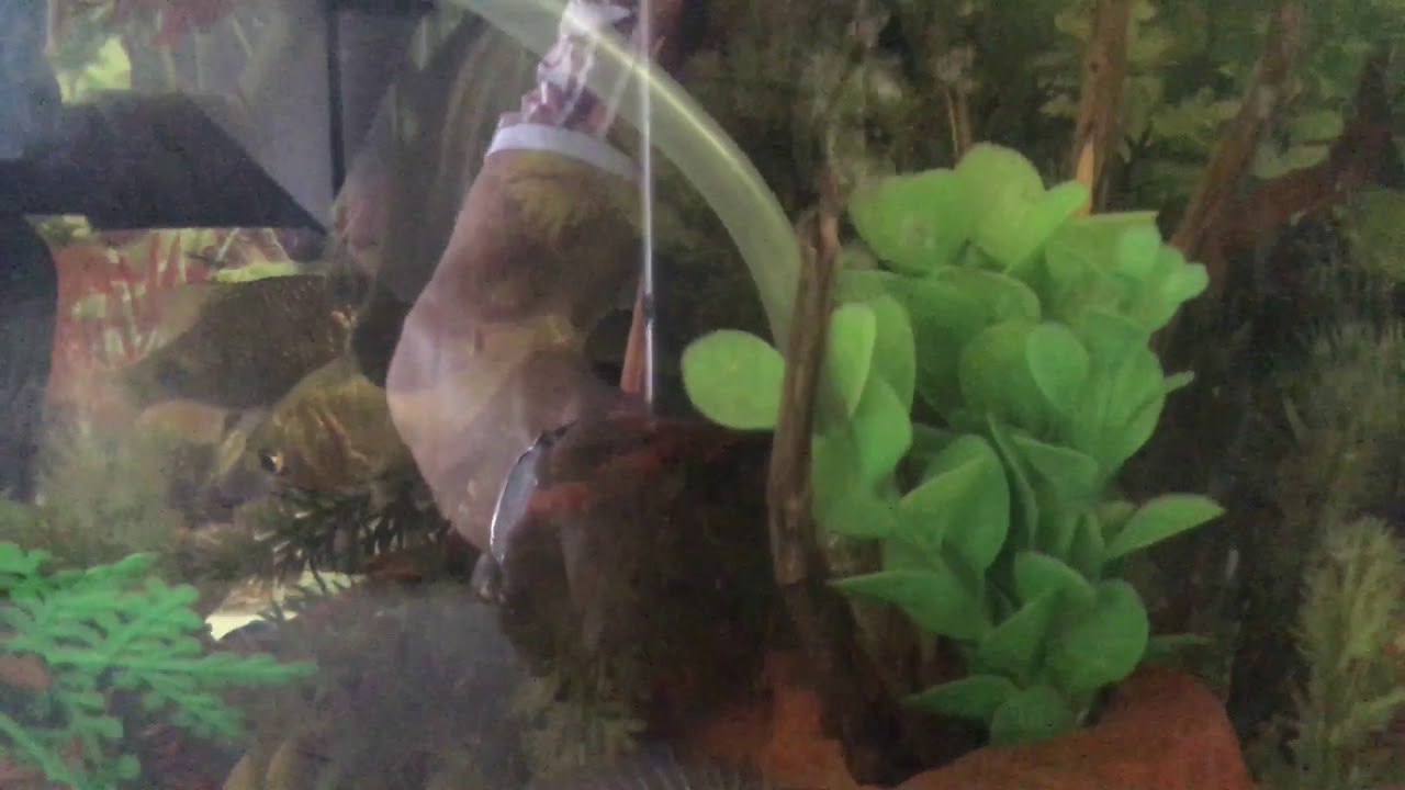 How To Save Your Oscar Fish Only Breathing Lying On The 