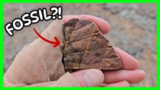 I Went Fossil Hunting in Alaska… and Couldn’t Believe What I Found!