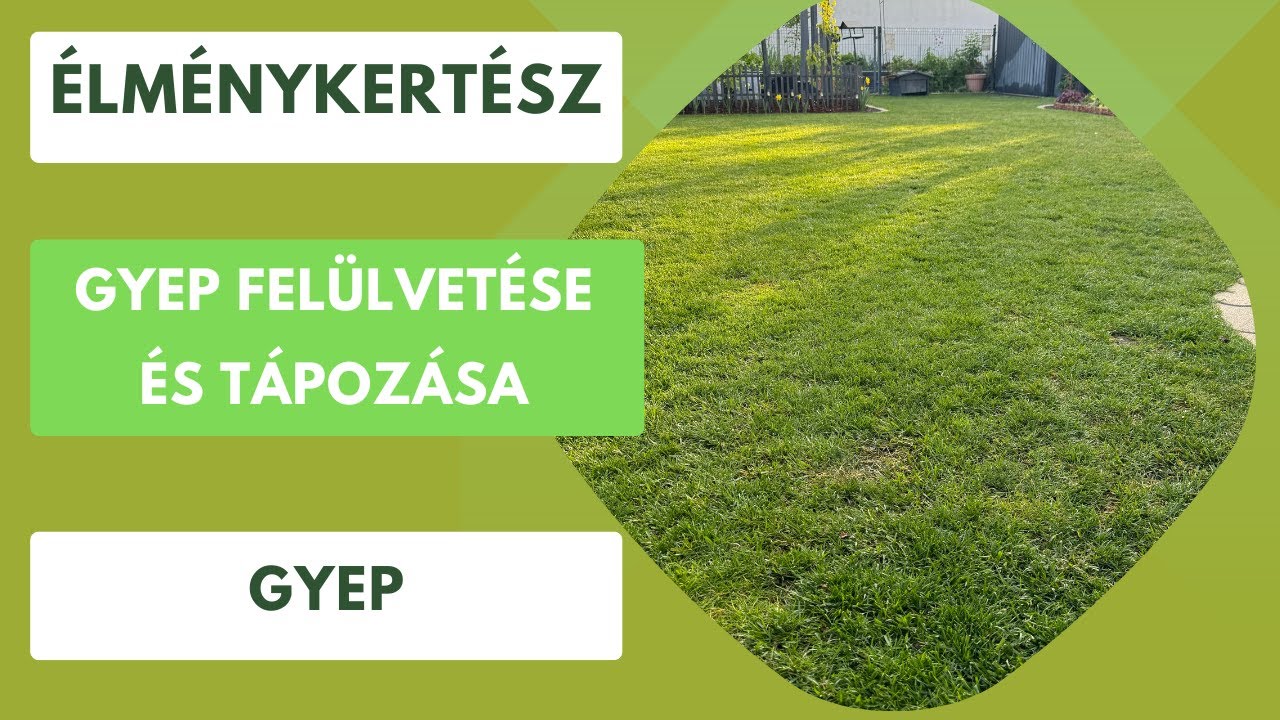 A gyep tápozása és felülvetése🏡 - YouTube