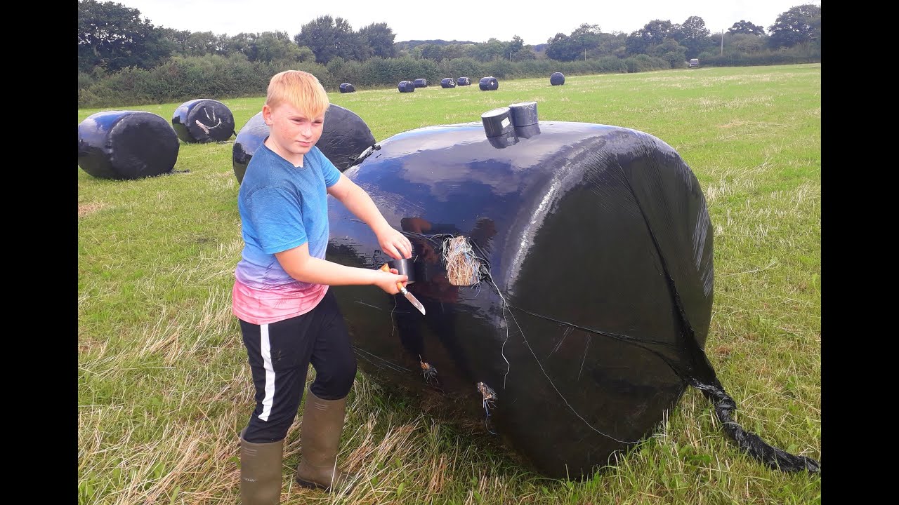 THE  PESKY COWS HAVE BEEN EATING MY BALES