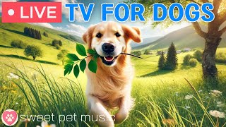 Download Lagu 🔴24 Hours of Dog TV🎵🐶Soothig Sleep Music for Dogs🐾🩷Relaxing Music to Ease Dog’s Separation Stress MP3 Download Lagu 🔴24 Hours of Dog TV🎵🐶Soothig Sleep Music for Dogs🐾🩷Relaxing Music to Ease Dog’s Separation Stress MP3