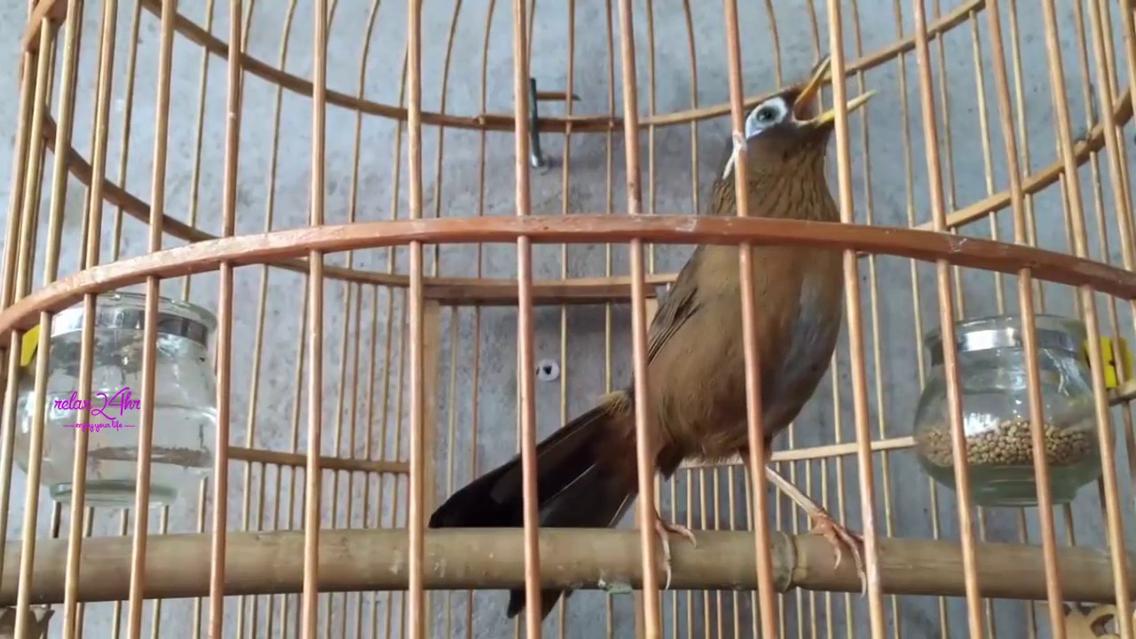 Mi già rừng hót đảo giọng liên tục