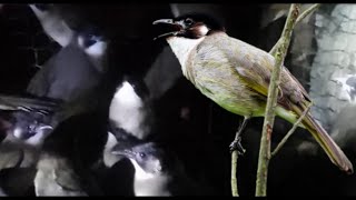 Tiếng Chào Mào Xanh , Chim Chào Mào Trung Quốc Gọi Bầy Trống Mái Bẫy Lưới Đêm Di Cư 2024 Bẫy Là Dính