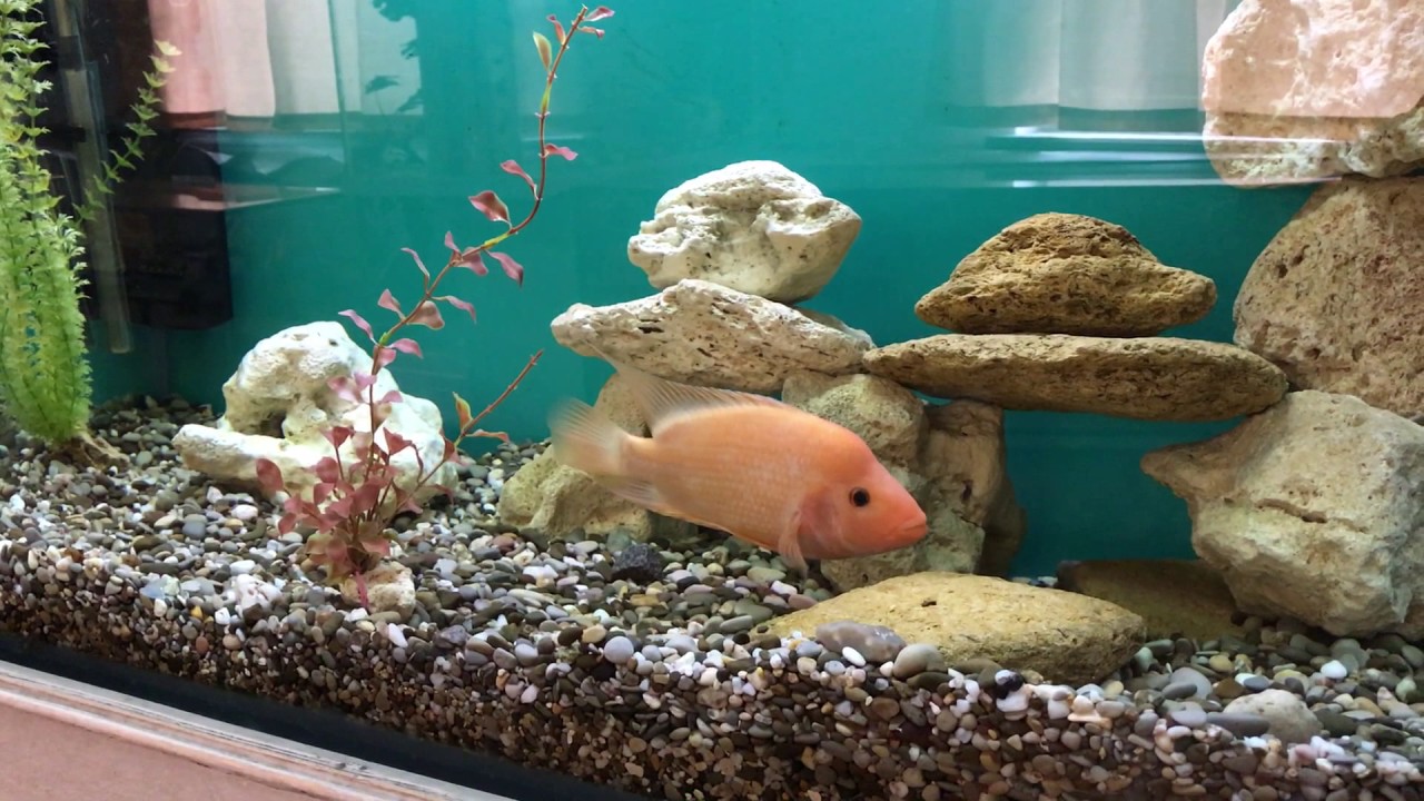 Fish Tank Decoration At Home Idea Youtube
