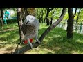 산책하는데 혼자 중얼중얼... #앵무새~ㅋㅋ K-parrot[연구대상 똘이뷰] Korean-gray parrot