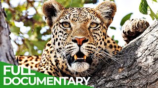 Secret Hunters  The Leopards of Dead Tree Island | Free Documentary Nature