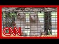 Denmark recommends 15 million mink be killed