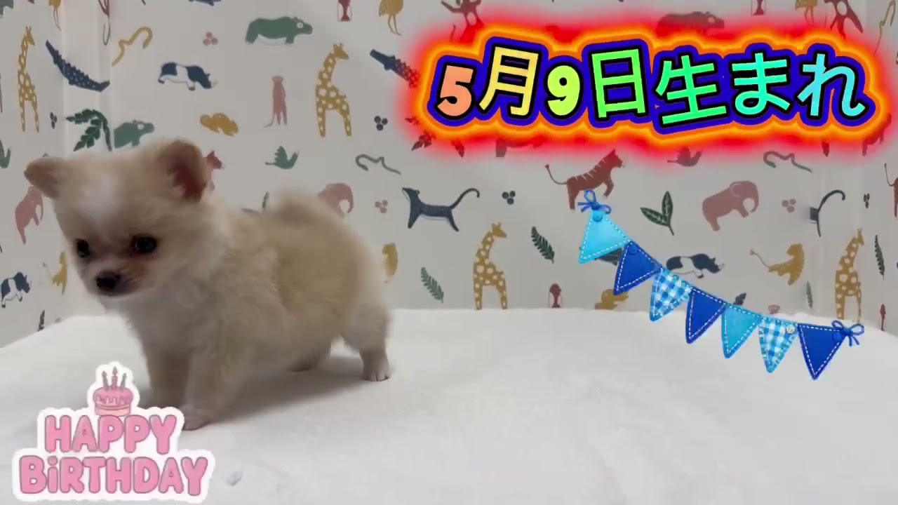 価格の安い【NEW】MIX（ポメラニアン×チワワ）♂ / ペットショップ