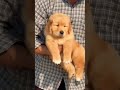 🐶 Golden Retriever Male Puppy Sale | Pure Breed Heavy Bone 🐾 | Ready To Go Home 🏡 @Petzz_world