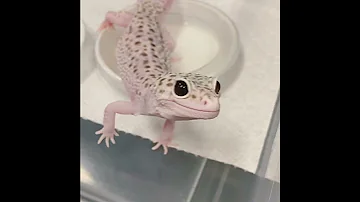 Cute Leopard Gecko Greets Me 