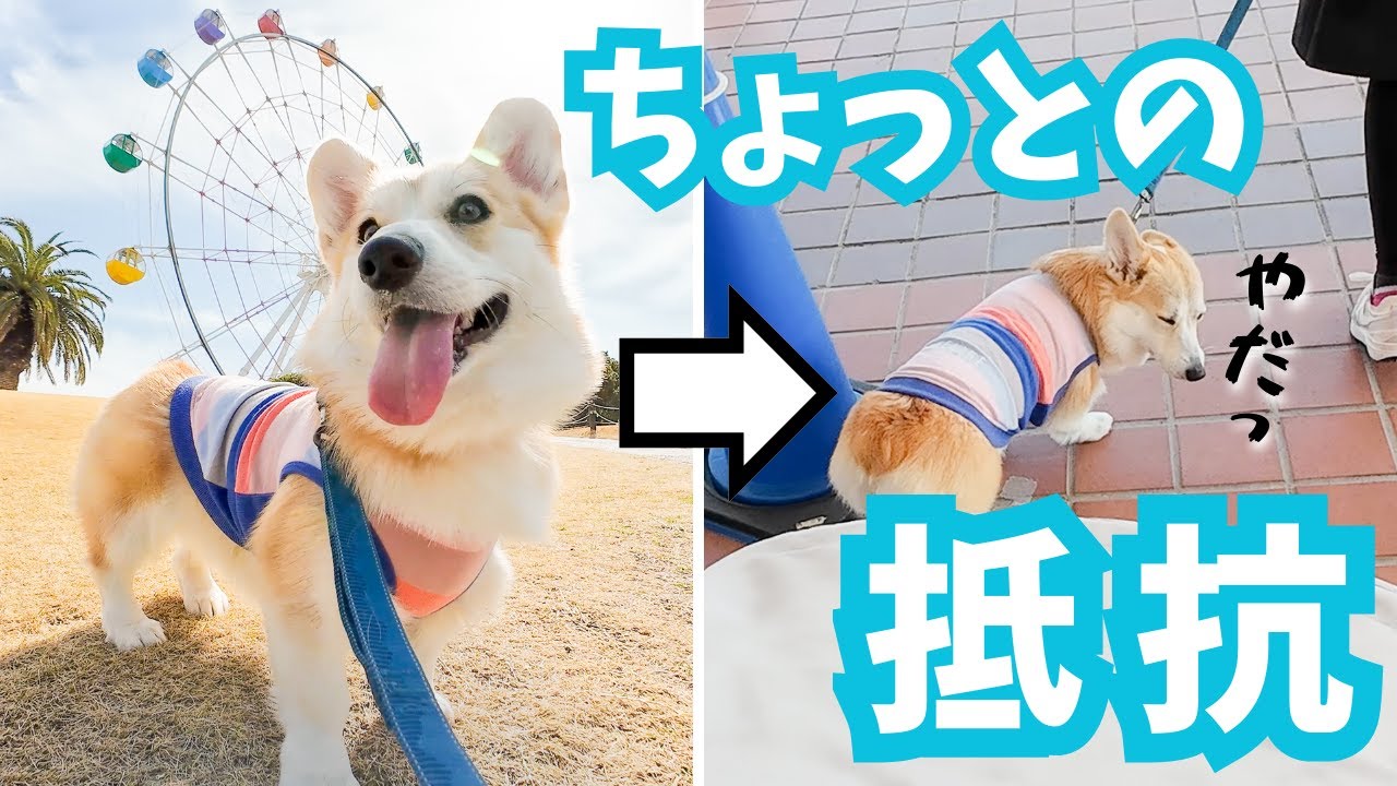 お姉ちゃんになった愛犬のほんのちょっとの抵抗。。【コーギー犬】