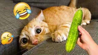 New Funny Animals😺🐶Best Funny Dogs and Cats Videos Of The Week😛 by AAAF Pets 1,249 views 1 month ago 31 minutes