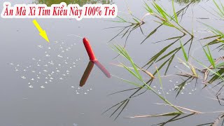 Câu Cá Rô Trê , Đụng Bầy Cá Trê Khủng Xì Tim Kéo Chìm Phao Liên Tục Bên Dưới Ụ Cỏ