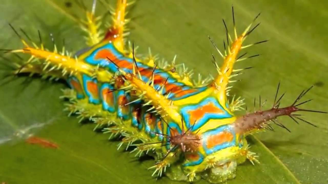 Гусеница клоун картинка