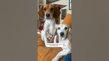 Animal-Testing Survivor Beagle Finds His Forever Family 🐶🐶❤️✨ #endanimaltesting