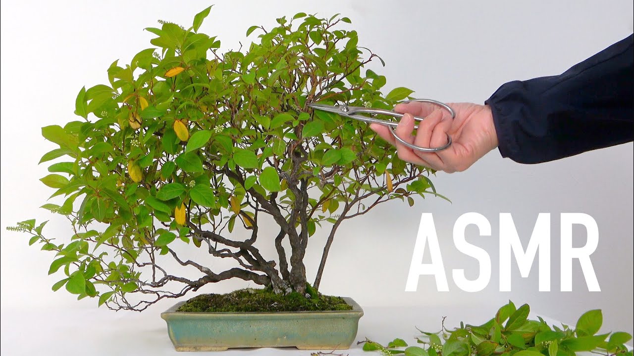 盆栽ASMR】Bonsai Sentei / ズイナの花後剪定 - YouTube